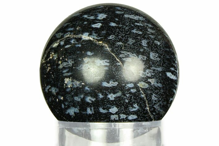 Polished, Black Petrified Palm Root Sphere - Indonesia #311556